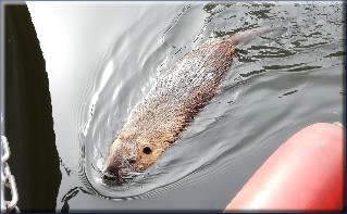 Nutria